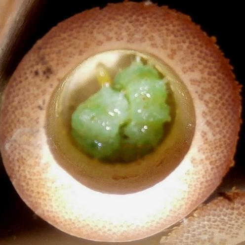 Euodynerus posticus